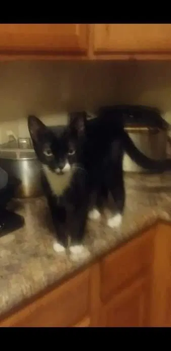 Lost cat in Bennington, VT, 5201
