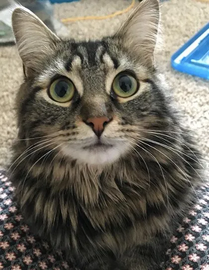 Lost cat in Denver, CO, 80231