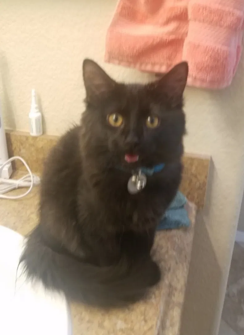 Lost cat in Fort Collins, CO, 80525