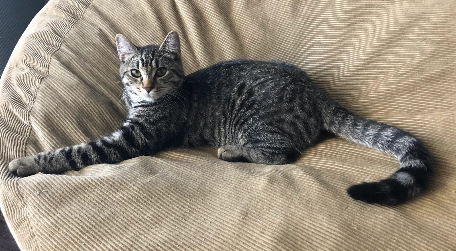 Lost cat in Tacoma, WA, 98446