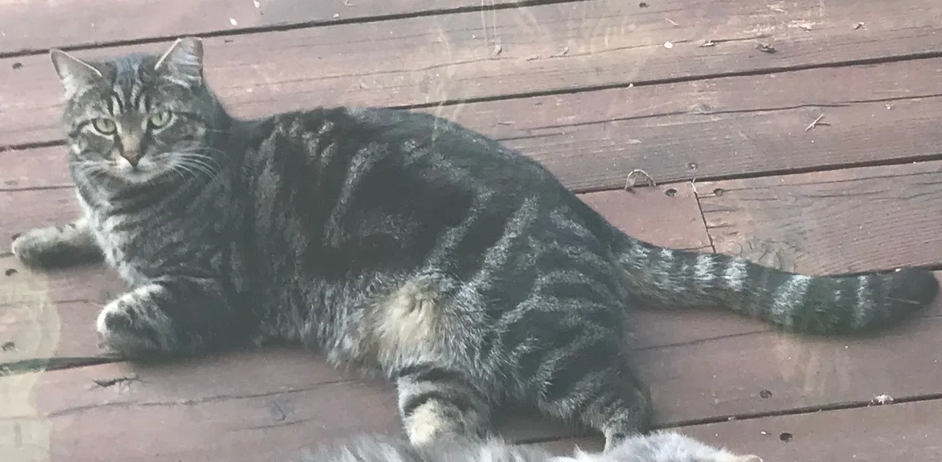 Lost cat in Redmond, WA, 98052