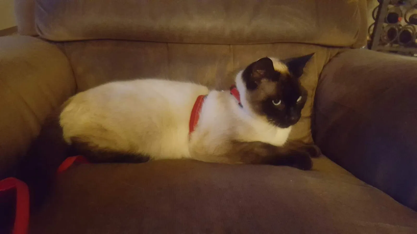 Lost cat in Eatonville, WA, 98328