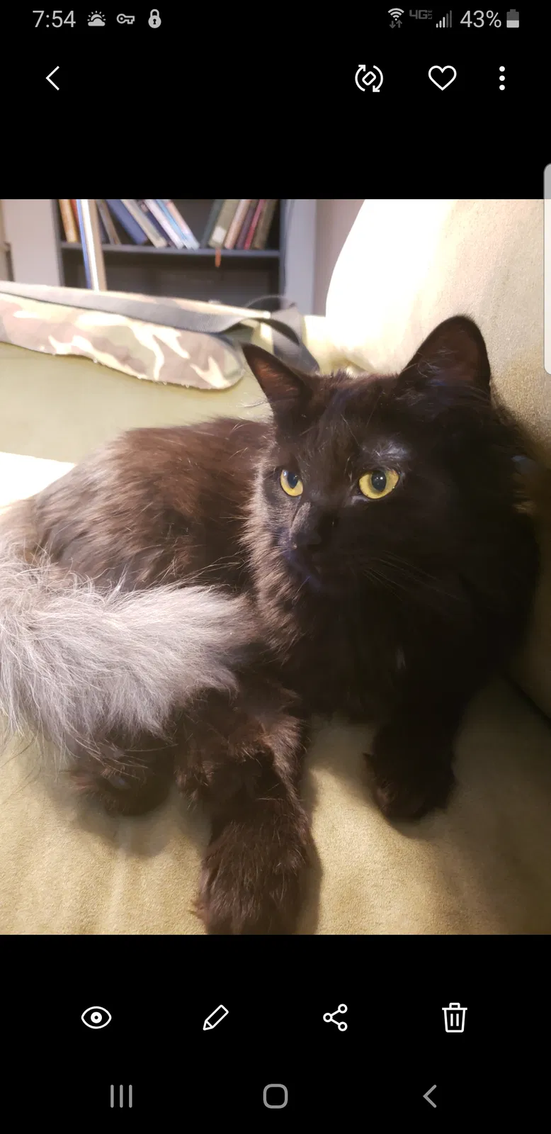 Lost cat in Durham, NC, 27707