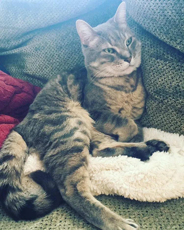 Lost cat in Bolingbrook, IL, 60490
