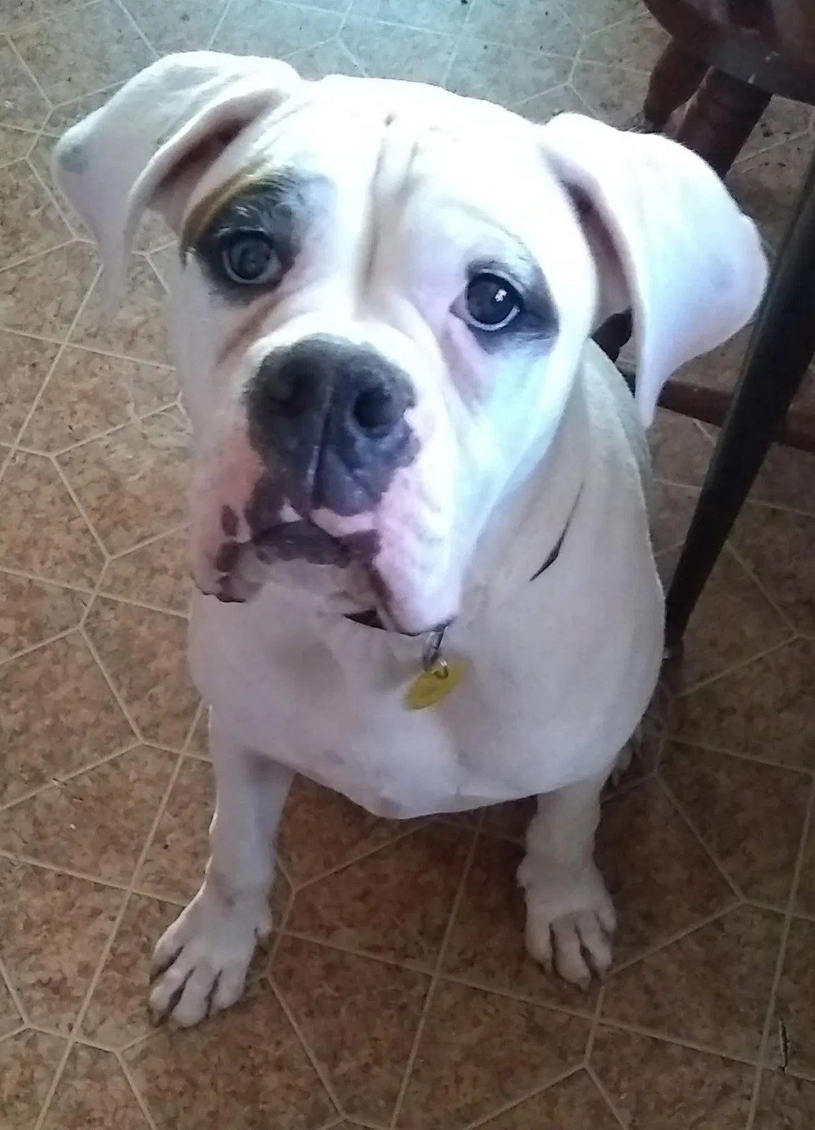Lost dog in Ninety Six, SC, 29666