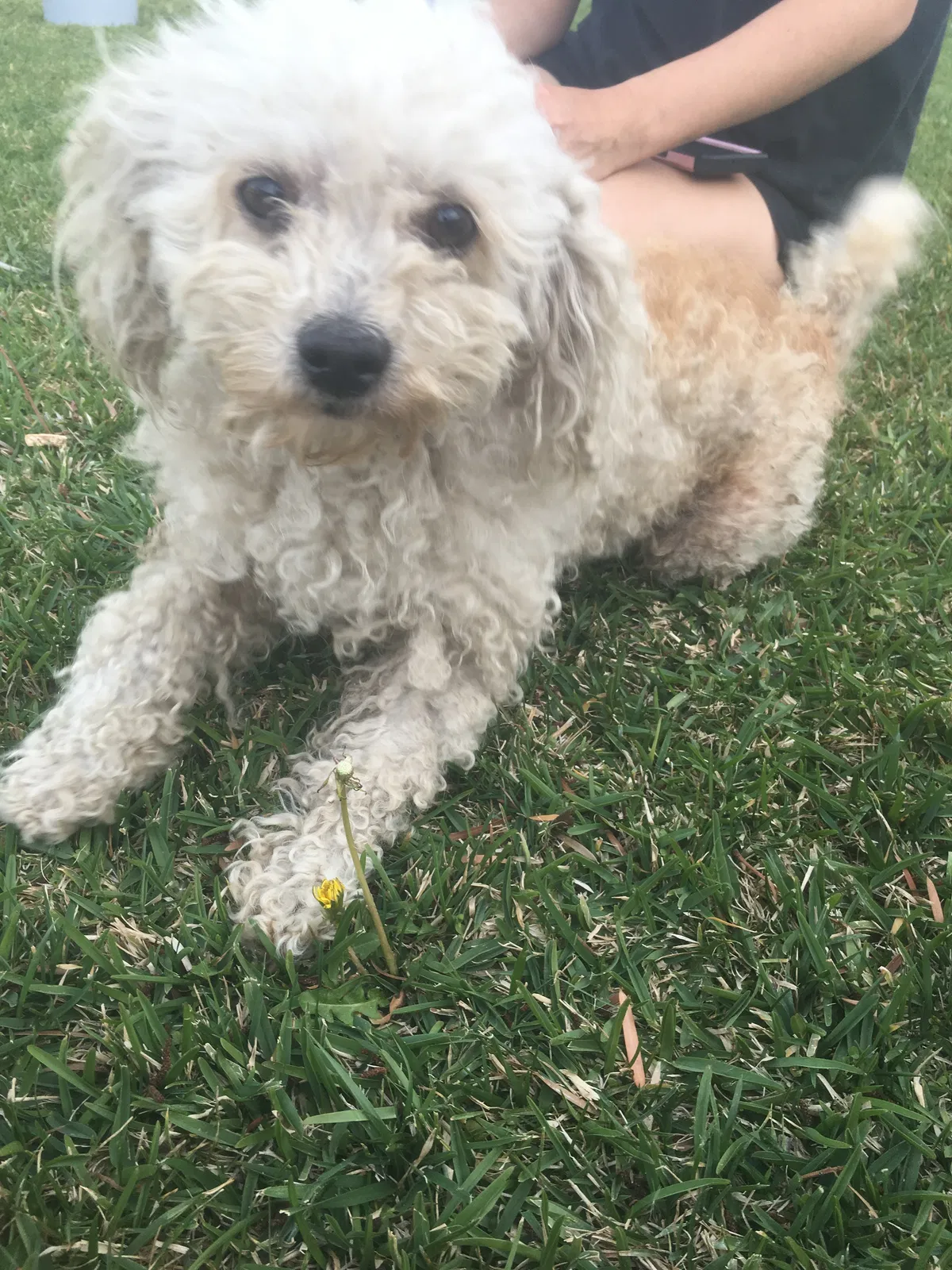 Found dog in Anaheim, CA, 92805