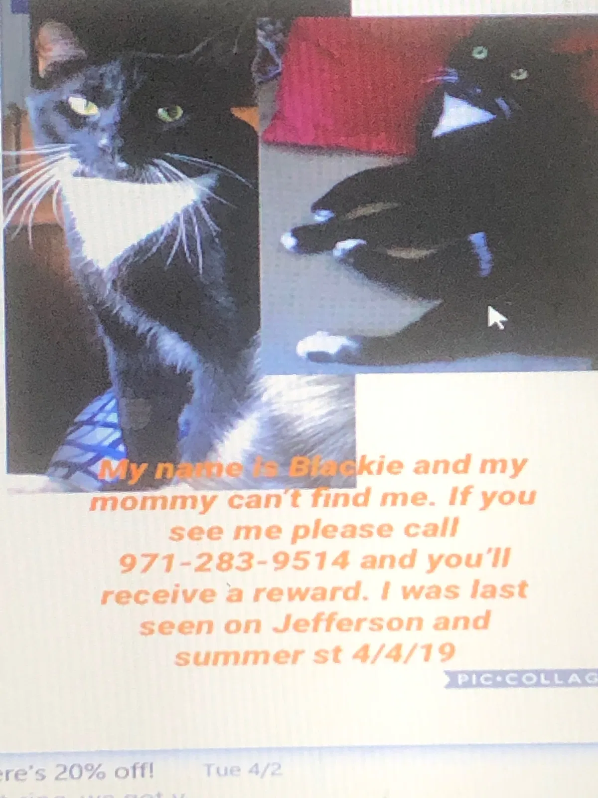 Lost cat in Salem, OR, 97301