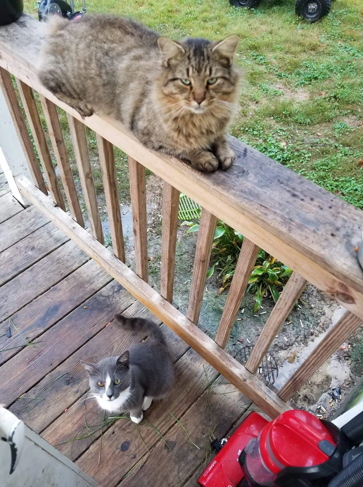 Lost cat in Greeley, CO, 80634