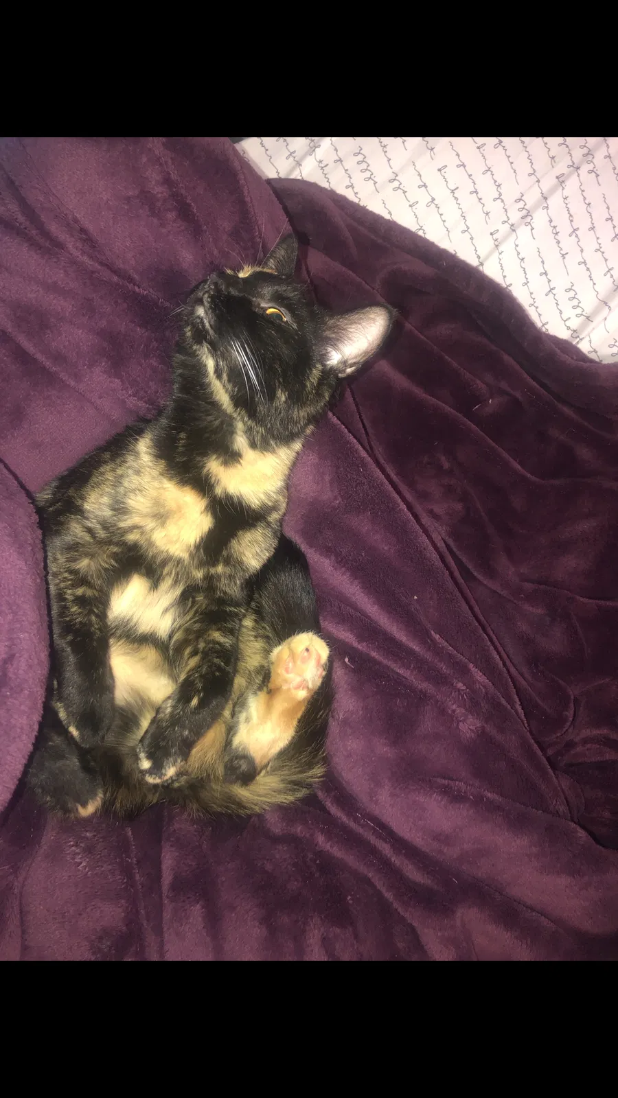 Lost cat in Aurora, IL, 60505