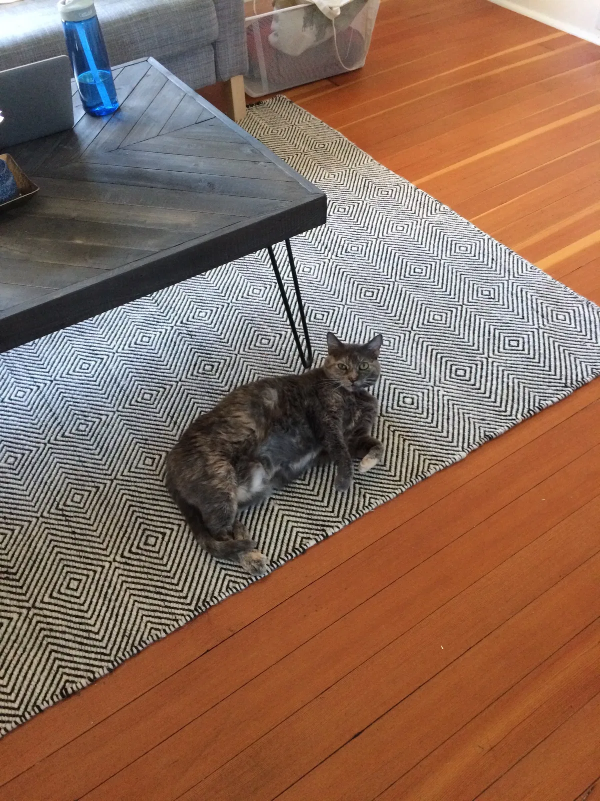 Lost cat in Salem, OR, 97301