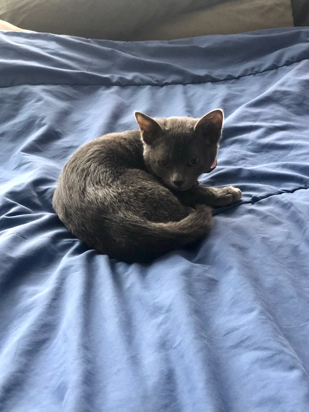 Lost cat in San Francisco, CA, 94127