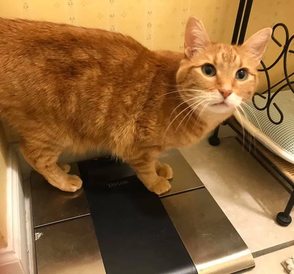 Lost cat in Cedar Hill, TX, 75104