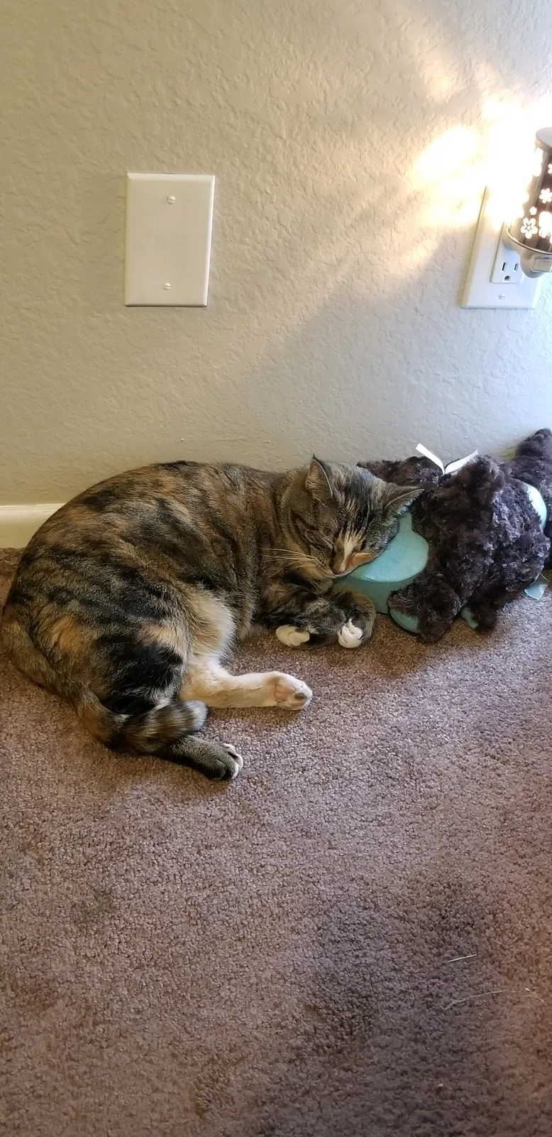 Lost cat in Glendale, AZ, 85303