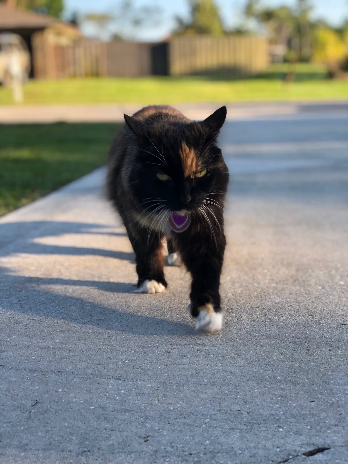 Lost cat in Port Saint Lucie, FL, 34952