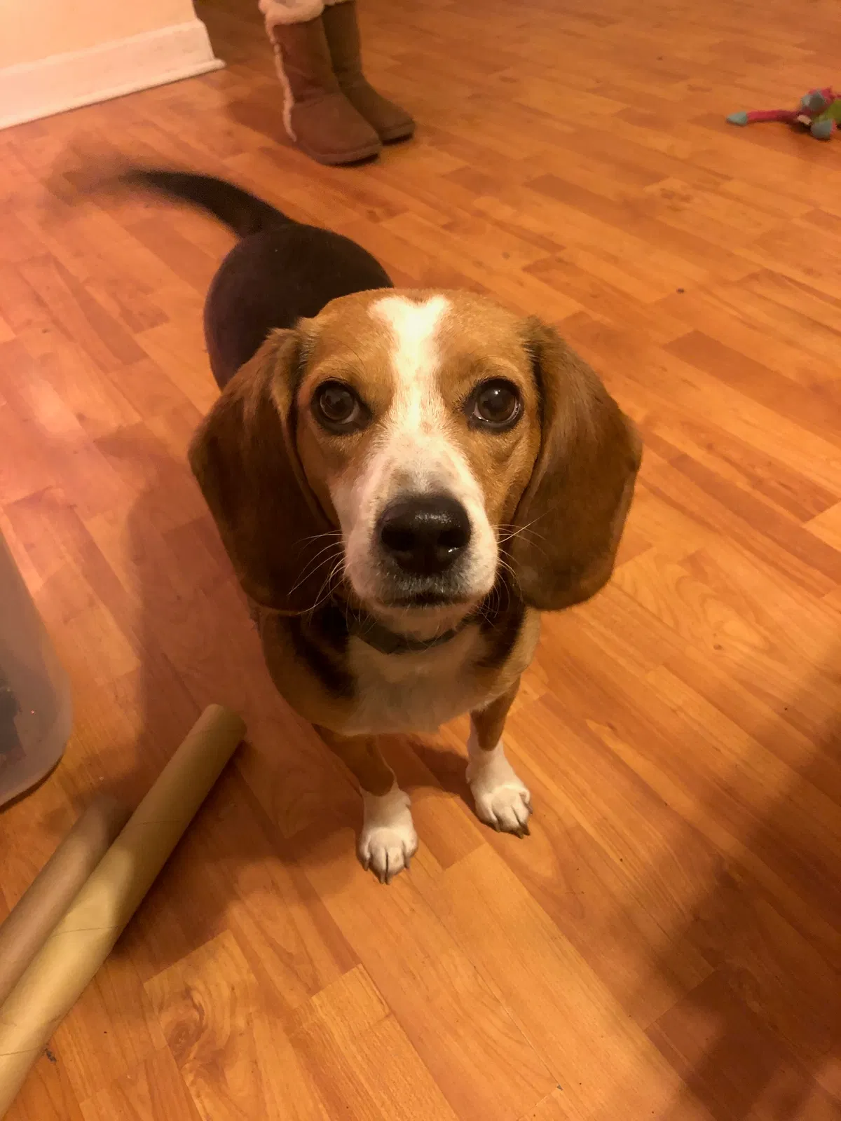 Lost dog in Hammond, IN, 46320