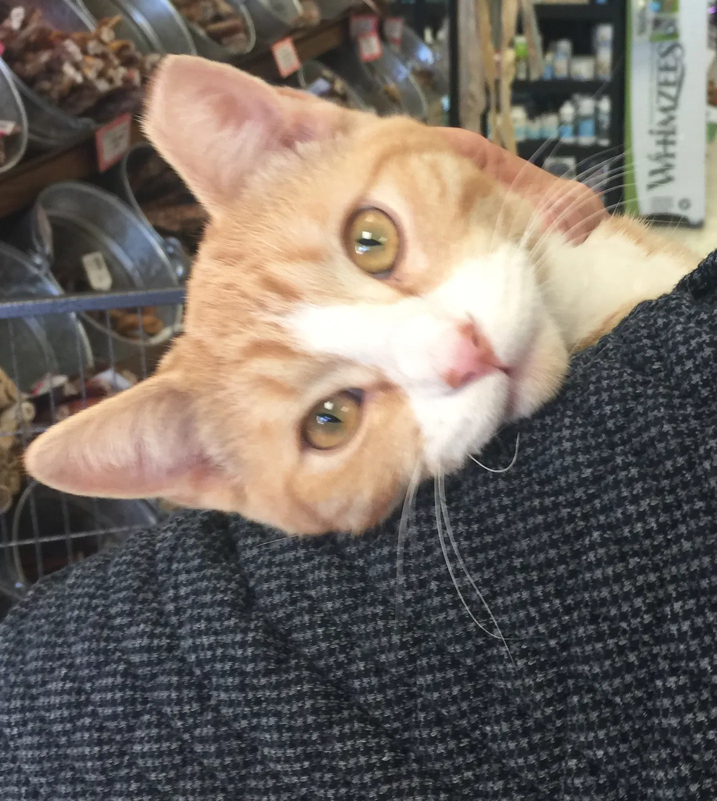 Lost cat in Fort Collins, CO, 80525