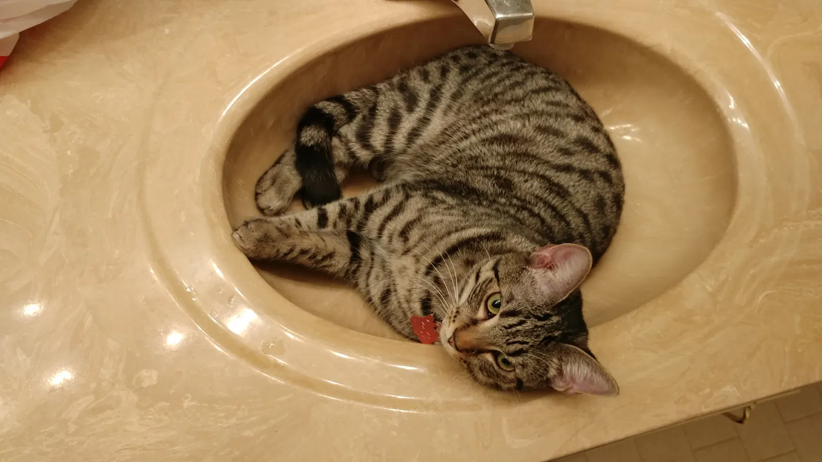 Lost cat in Tulsa, OK, 74132