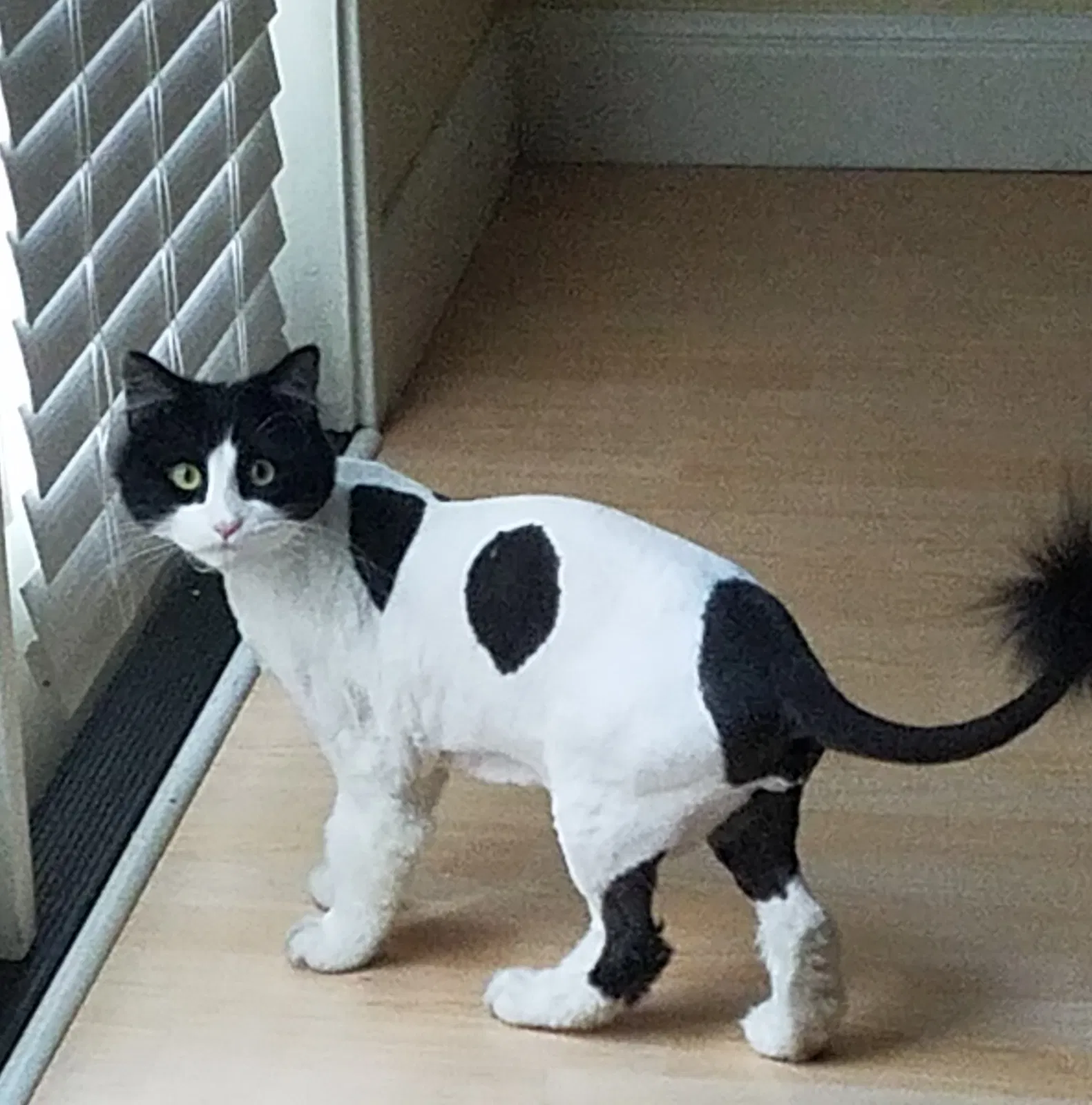Lost cat in San Antonio, TX, 78249