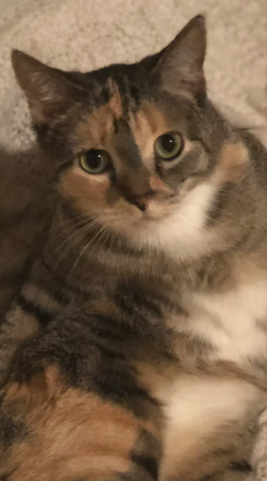 Lost cat in Queen Creek, AZ, 85142
