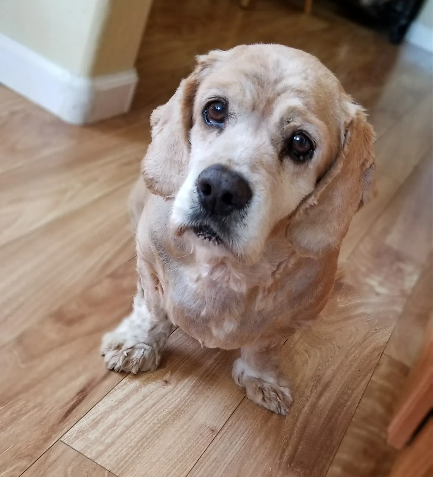 Lost dog in San Diego, CA, 92105