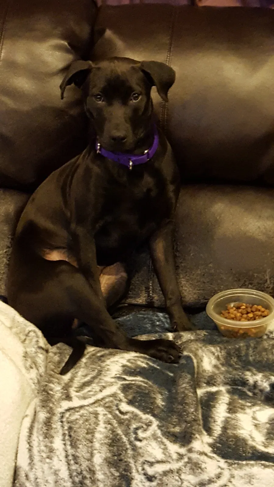 Lost dog in Milwaukee, WI, 53209