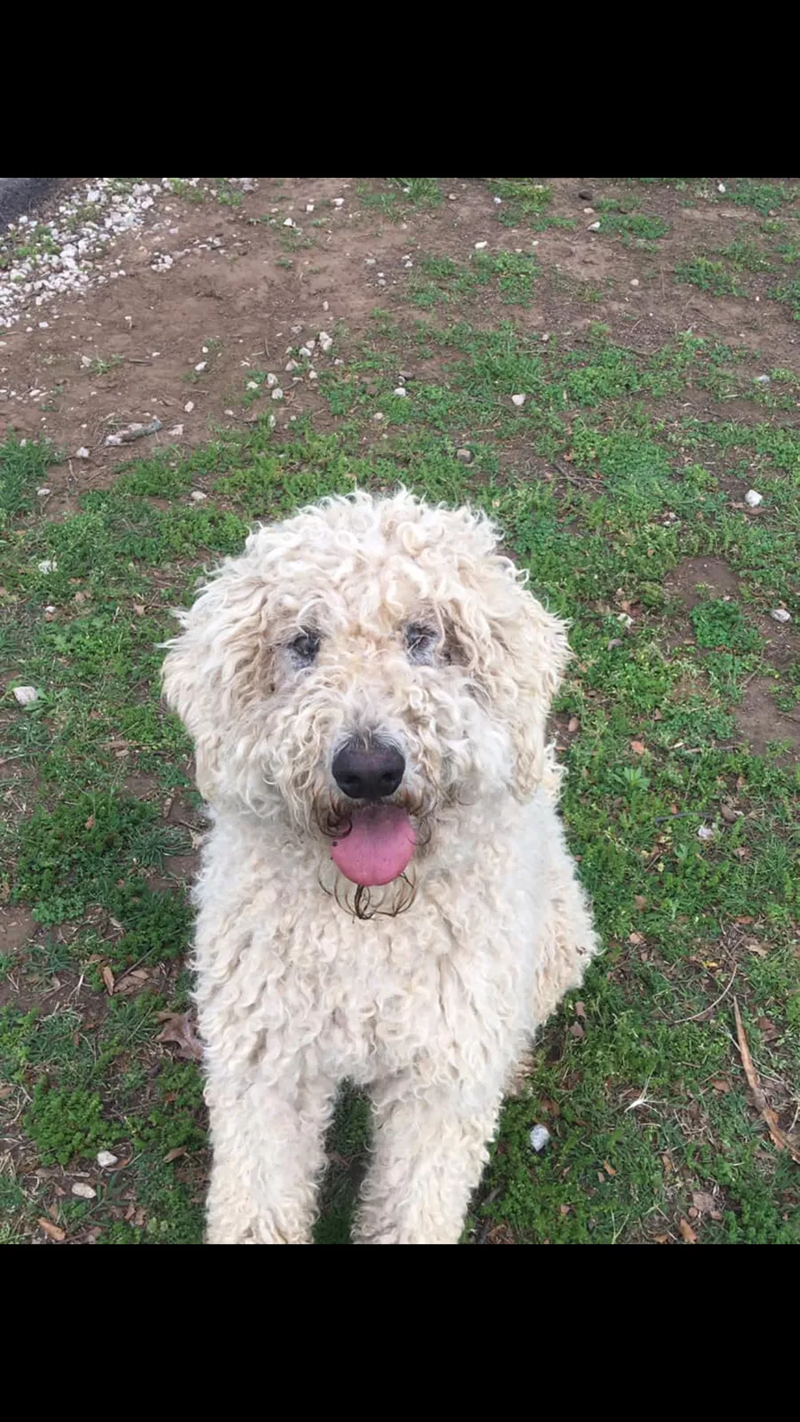 Lost dog in Claremore, OK, 74019