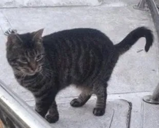 Lost cat in Portland, OR, 97203