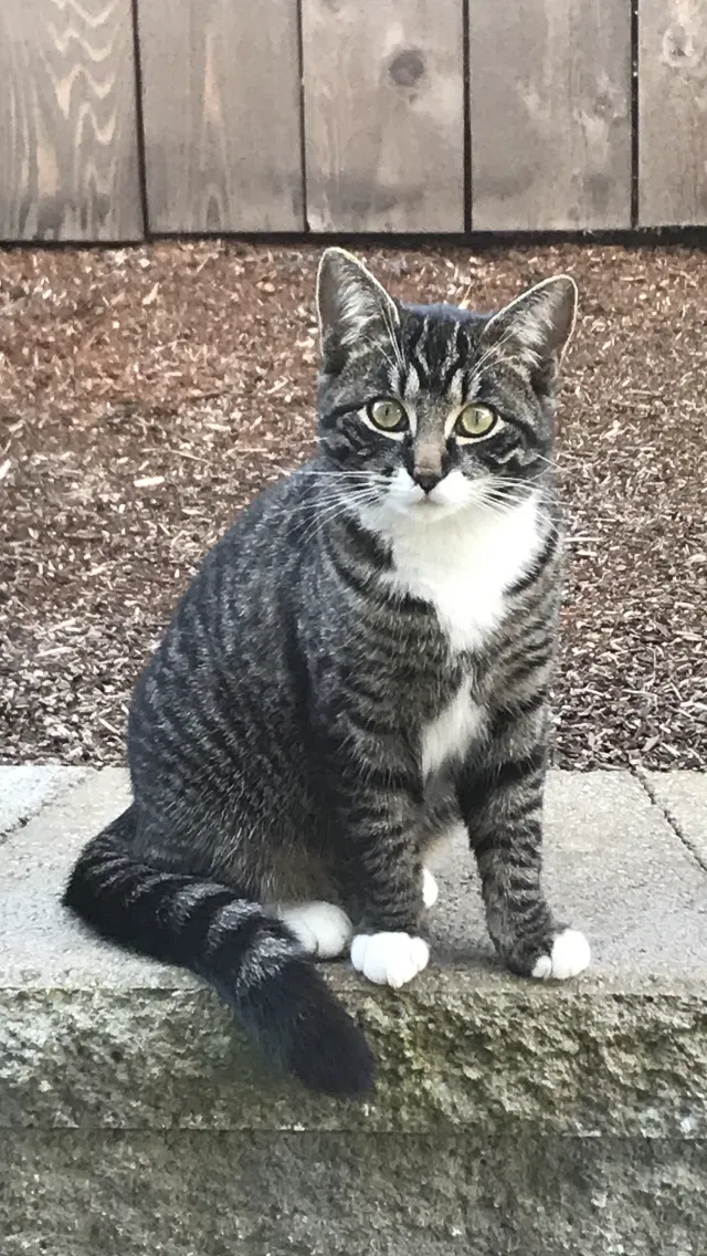 Lost cat in Vancouver, WA, 98685