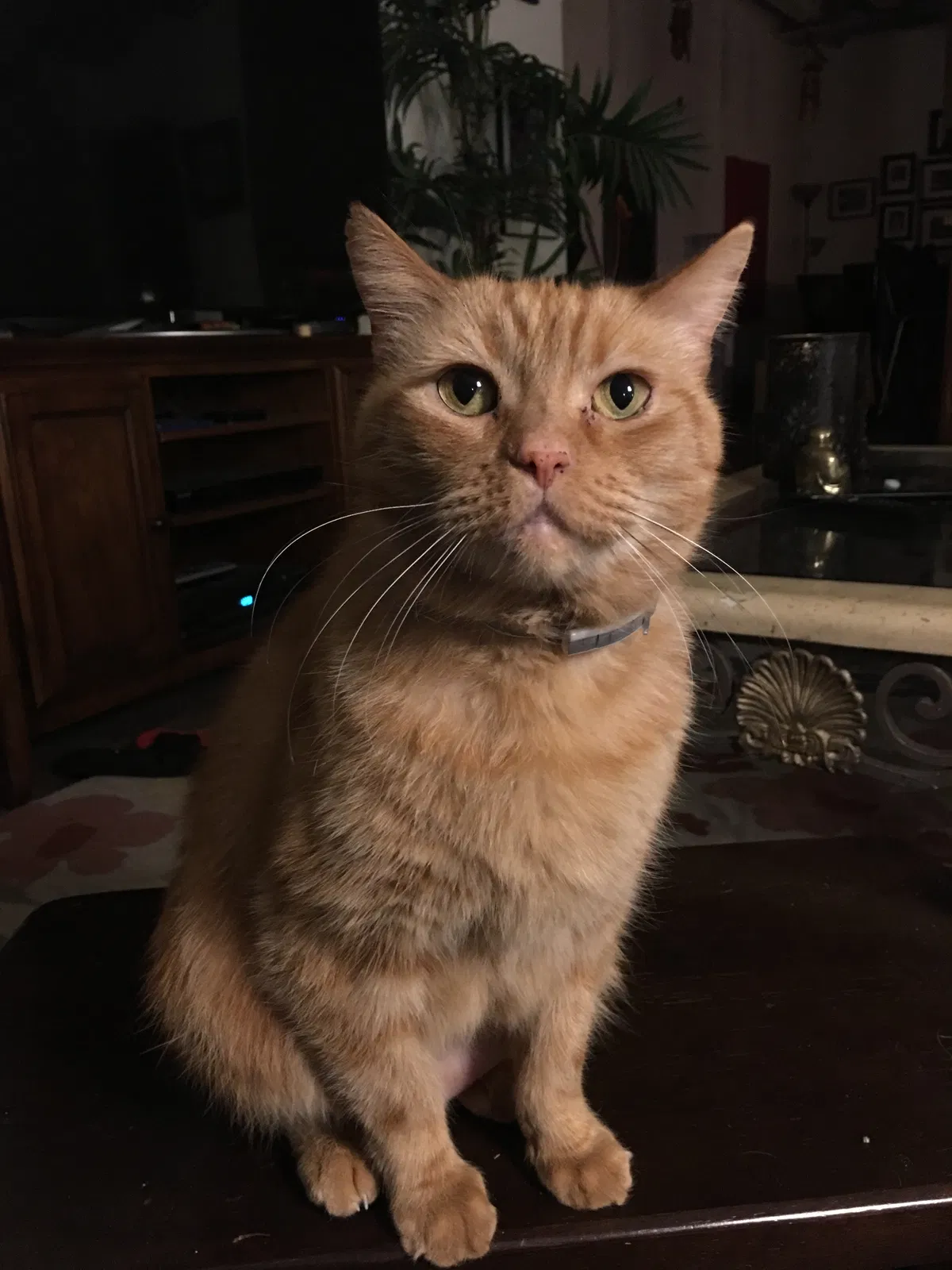 Lost cat in Fort Worth, TX, 76140