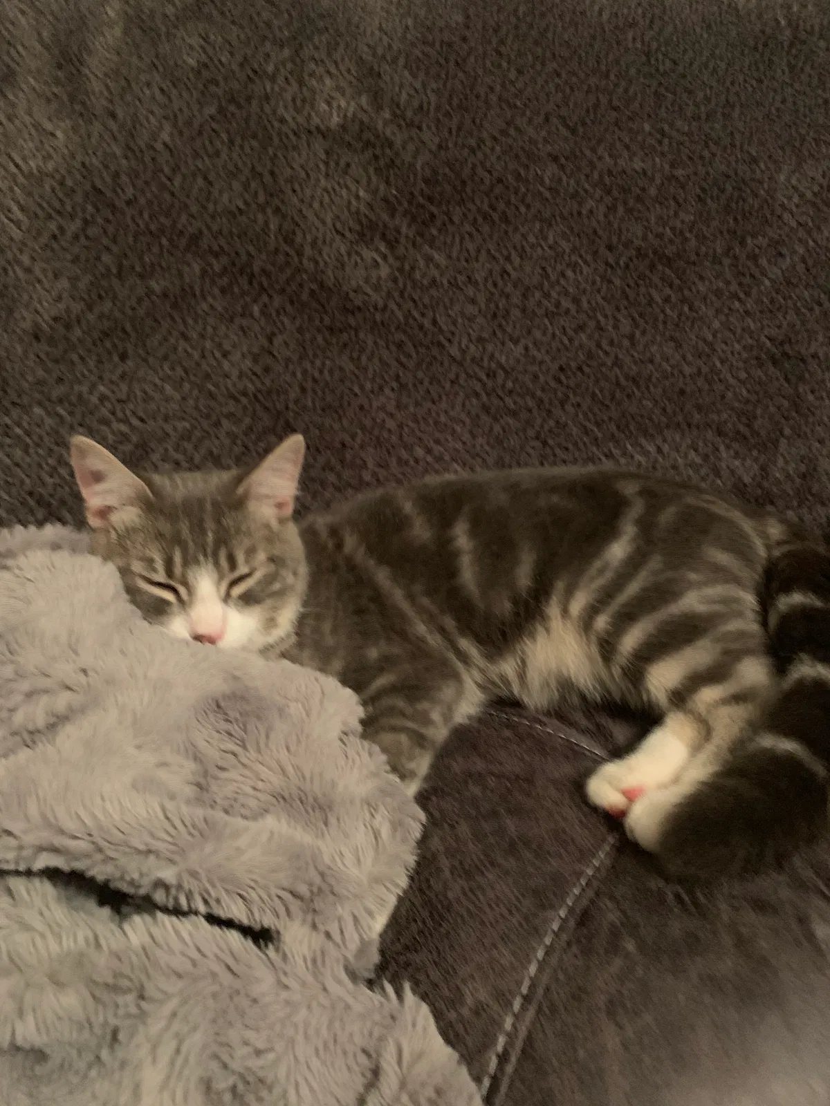 Lost cat in Calera, AL, 35040