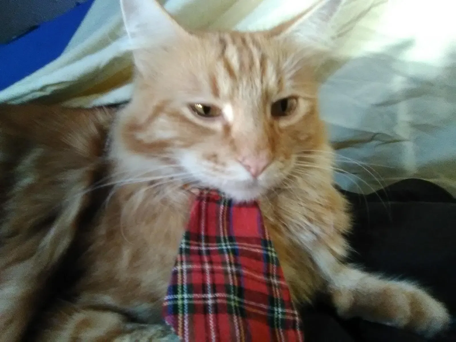 Lost cat in Manteca, CA, 95336