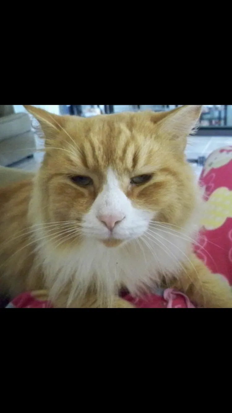 Lost cat in Jupiter, FL, 33458