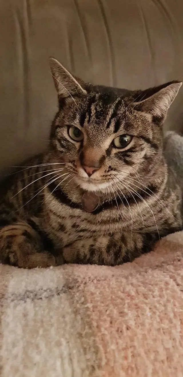 Lost cat in Morgan Hill, CA, 95037