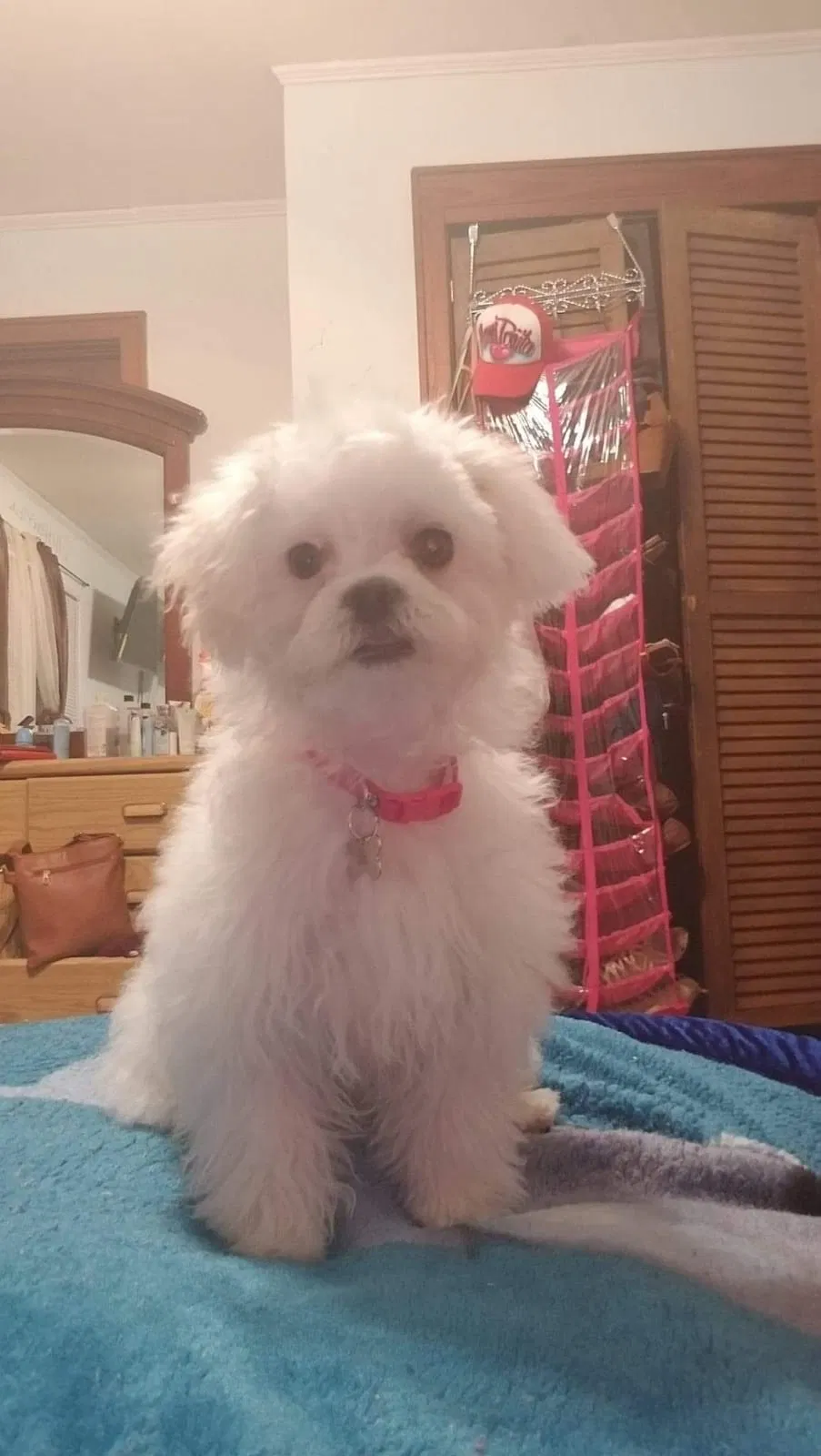 Lost dog in Charlotte, NC, 28215