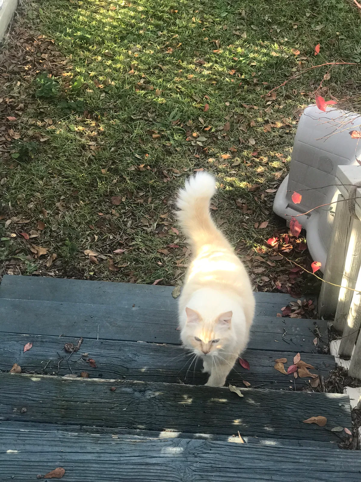 Lost cat in Havelock, NC, 28532