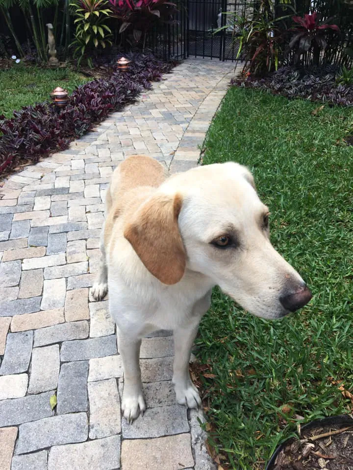 Found dog in Orlando, FL, 32803