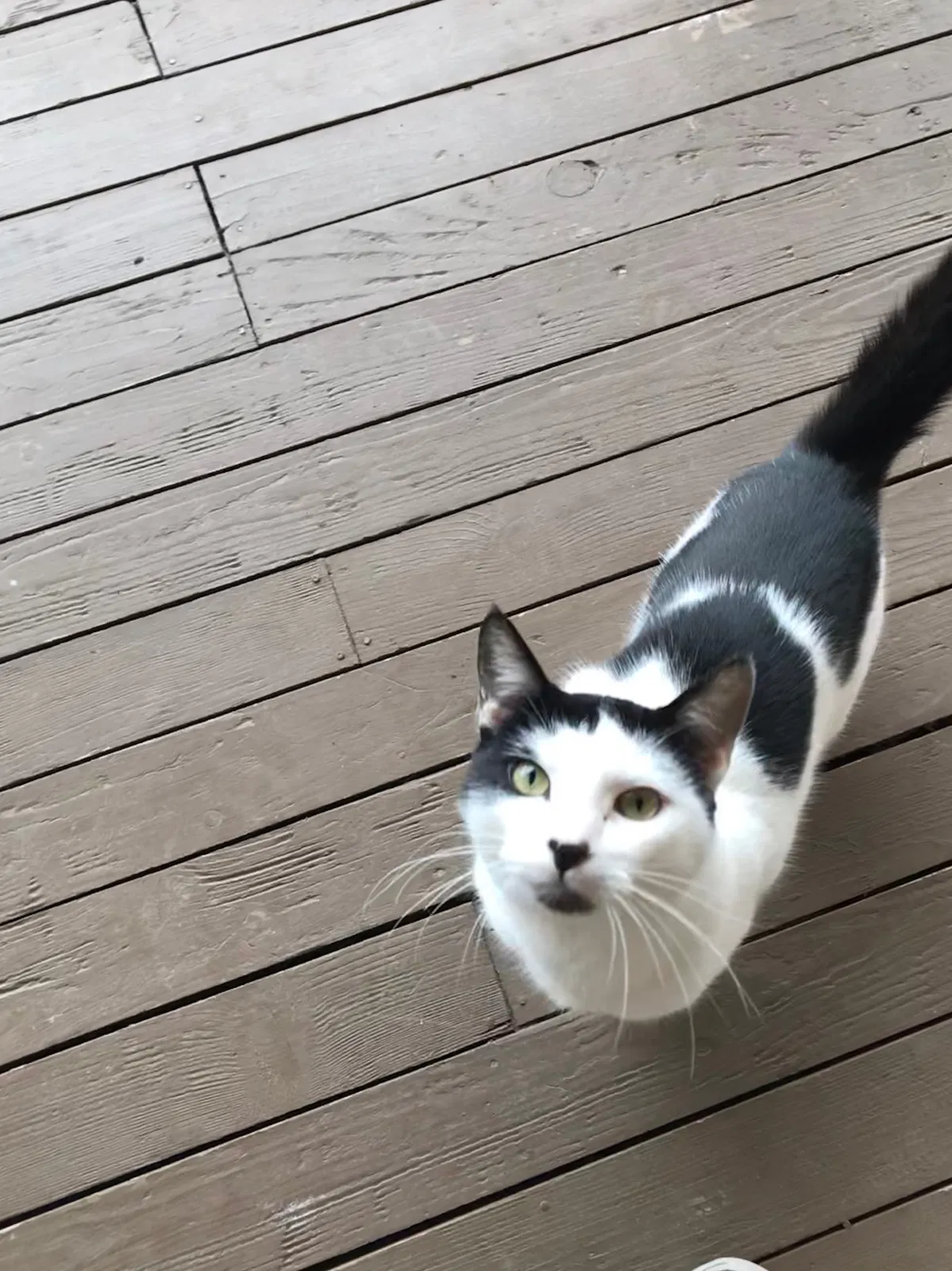Found cat in Enumclaw, WA, 98022