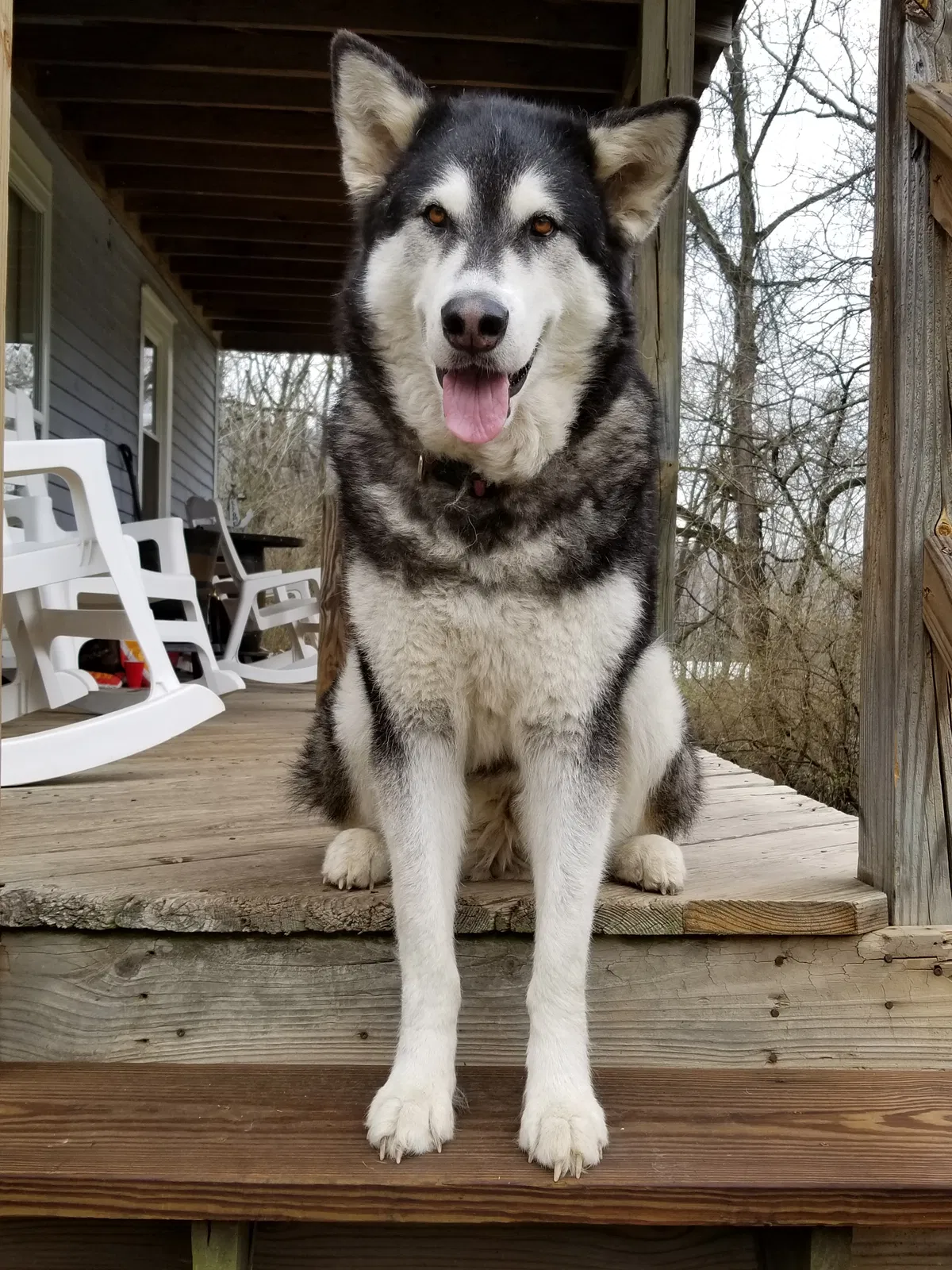 Lost dog in Fenton, MO, 63026
