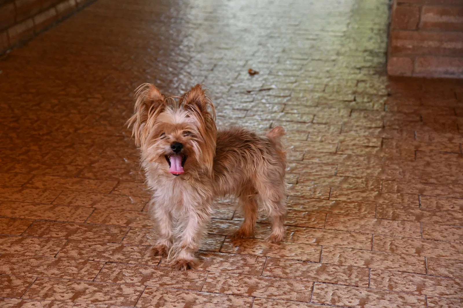 Lost dog in Laredo, TX, 78041