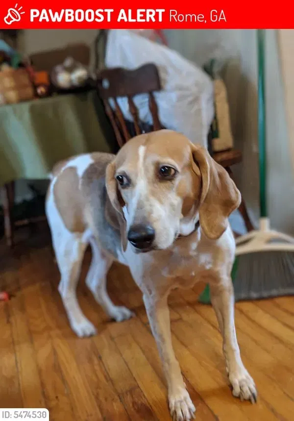Lost dog in Rome, GA, 30165
