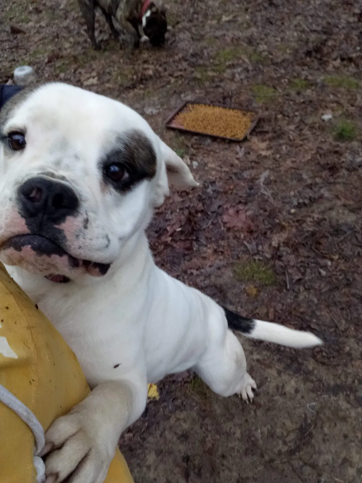 Lost dog in Tullahoma, TN, 37388