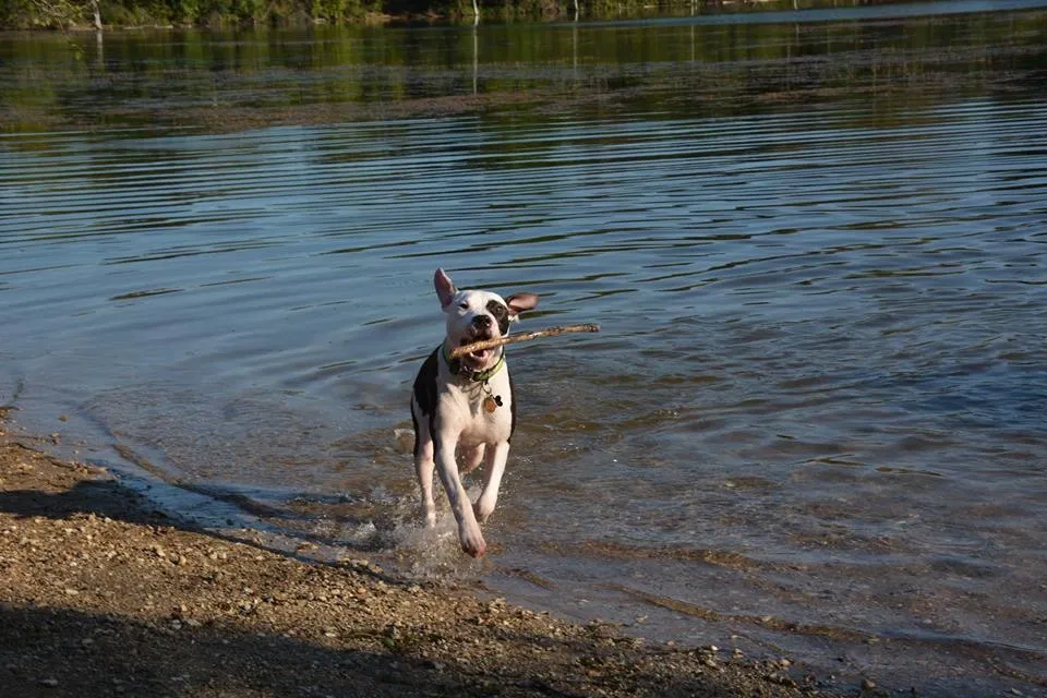 Lost dog in Stillwater, OK, 74074