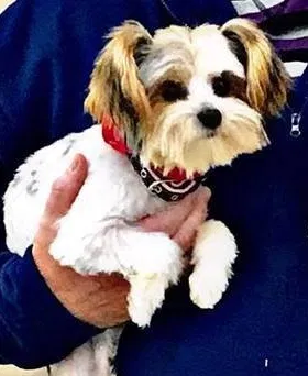 Lost dog in West Columbia, SC, 29170