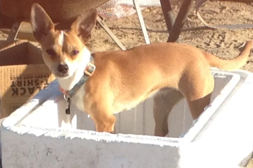 Lost dog in Chatsworth, CA, 91311