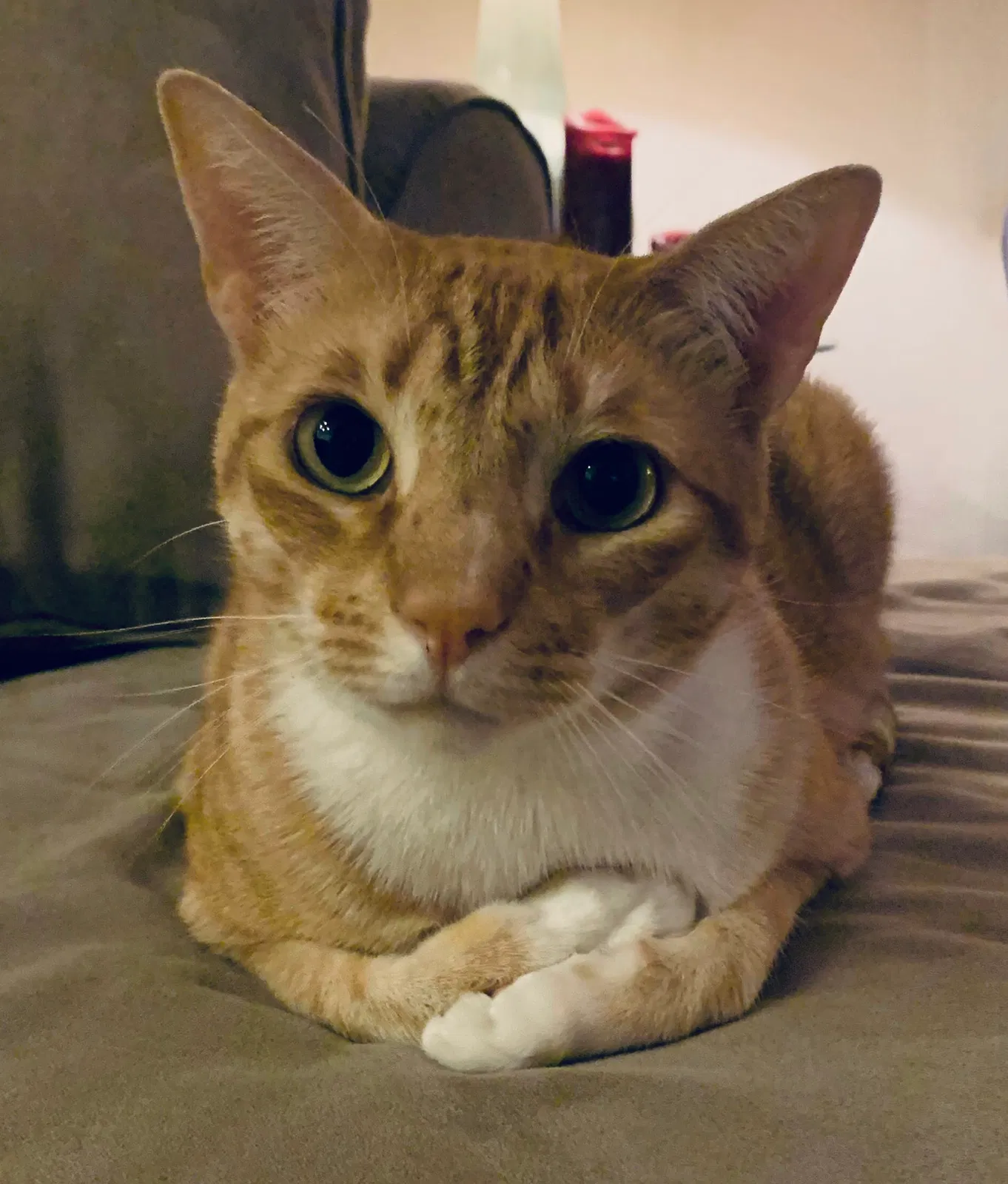 Lost cat in Orlando, FL, 32826