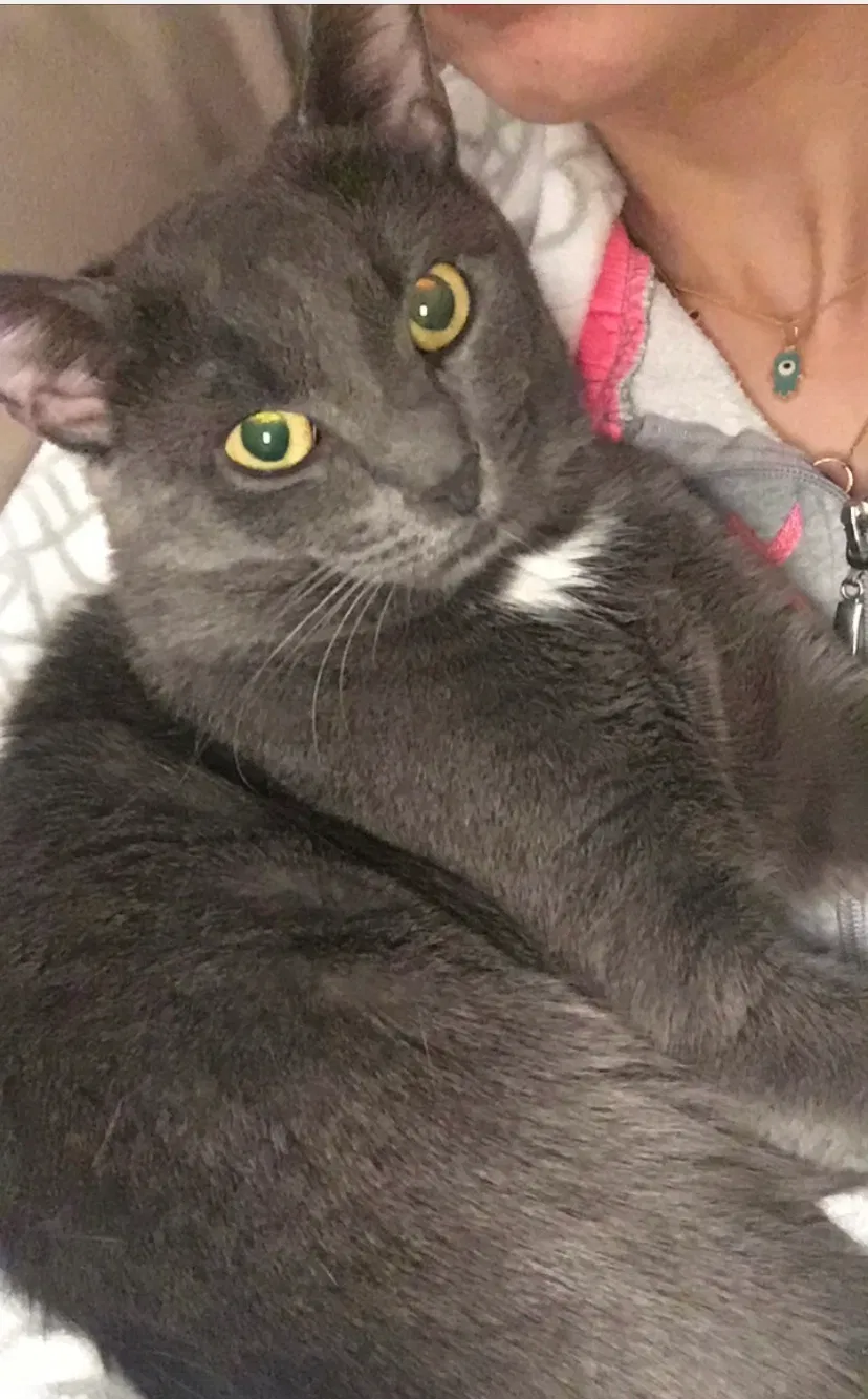 Lost cat in Crofton, MD, 21114