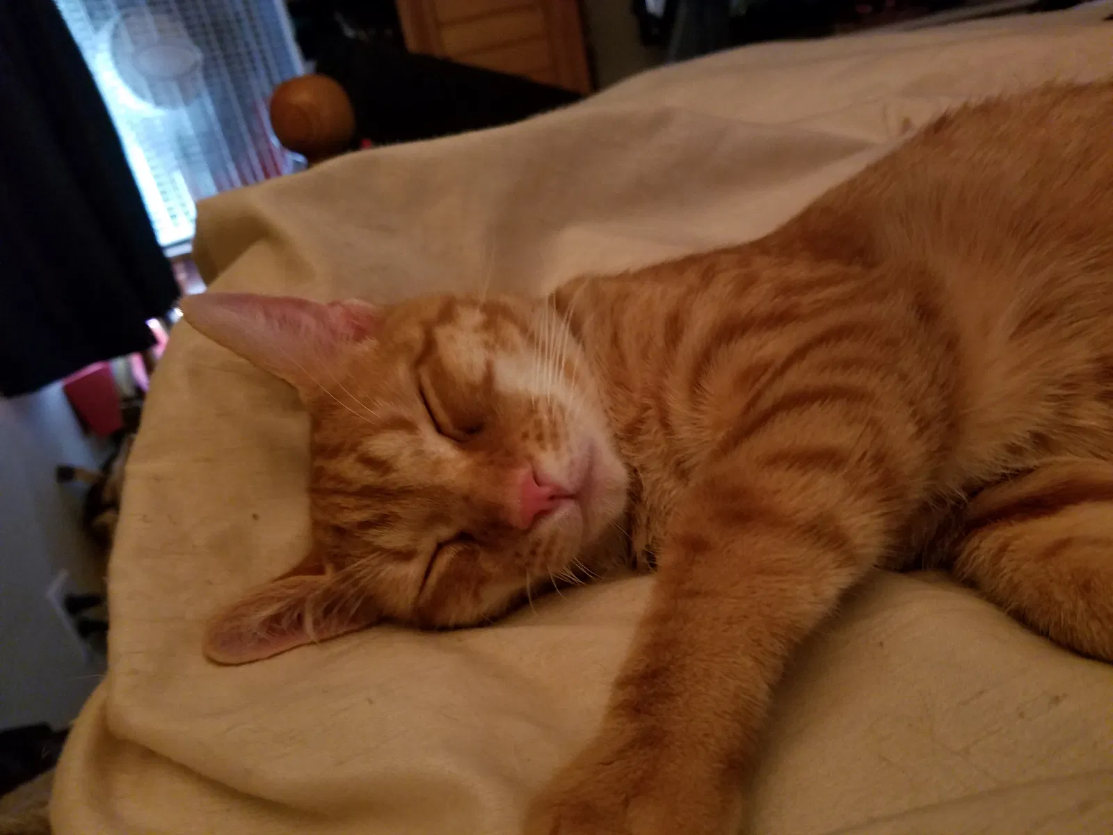 Lost cat in Lexington, KY, 40503