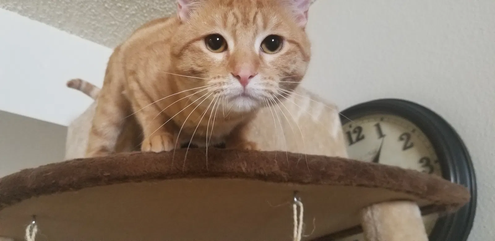 Lost cat in Denver, CO, 80229