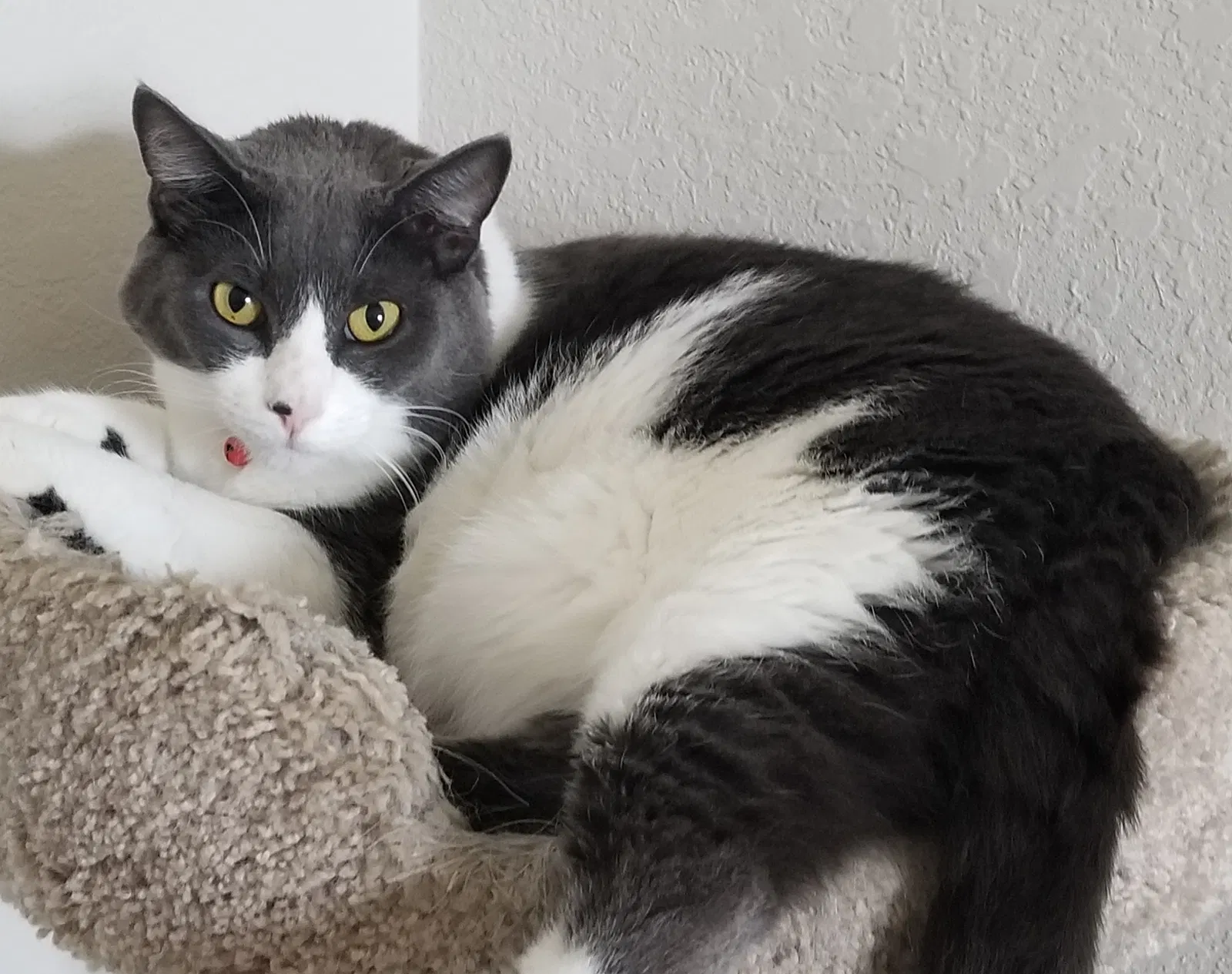 Lost cat in Auburndale, FL, 33823