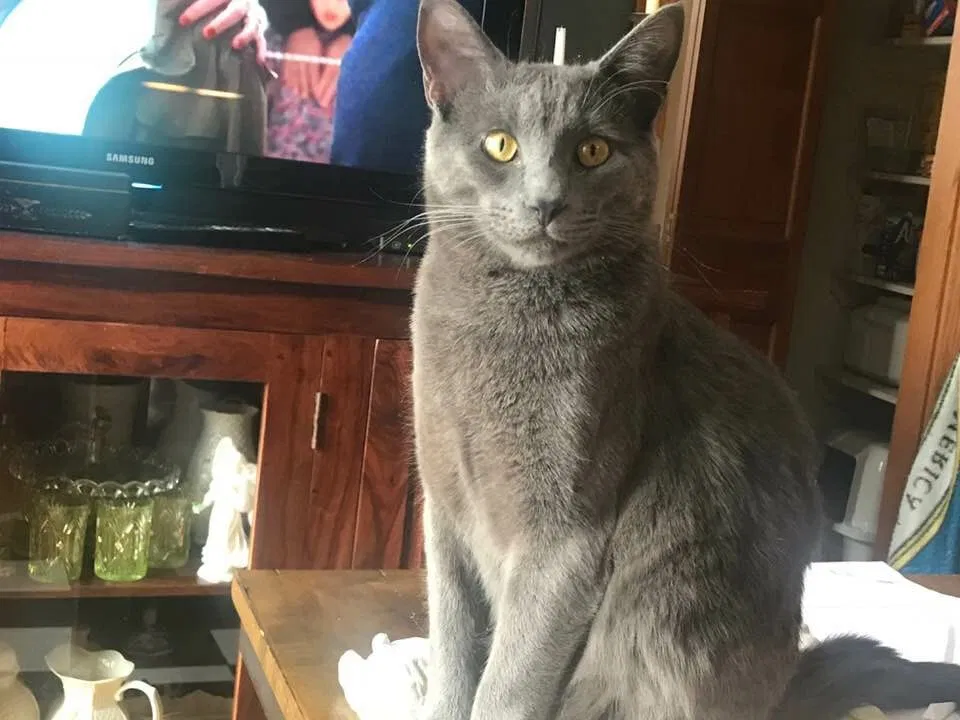 Lost cat in Palatine, IL, 60067